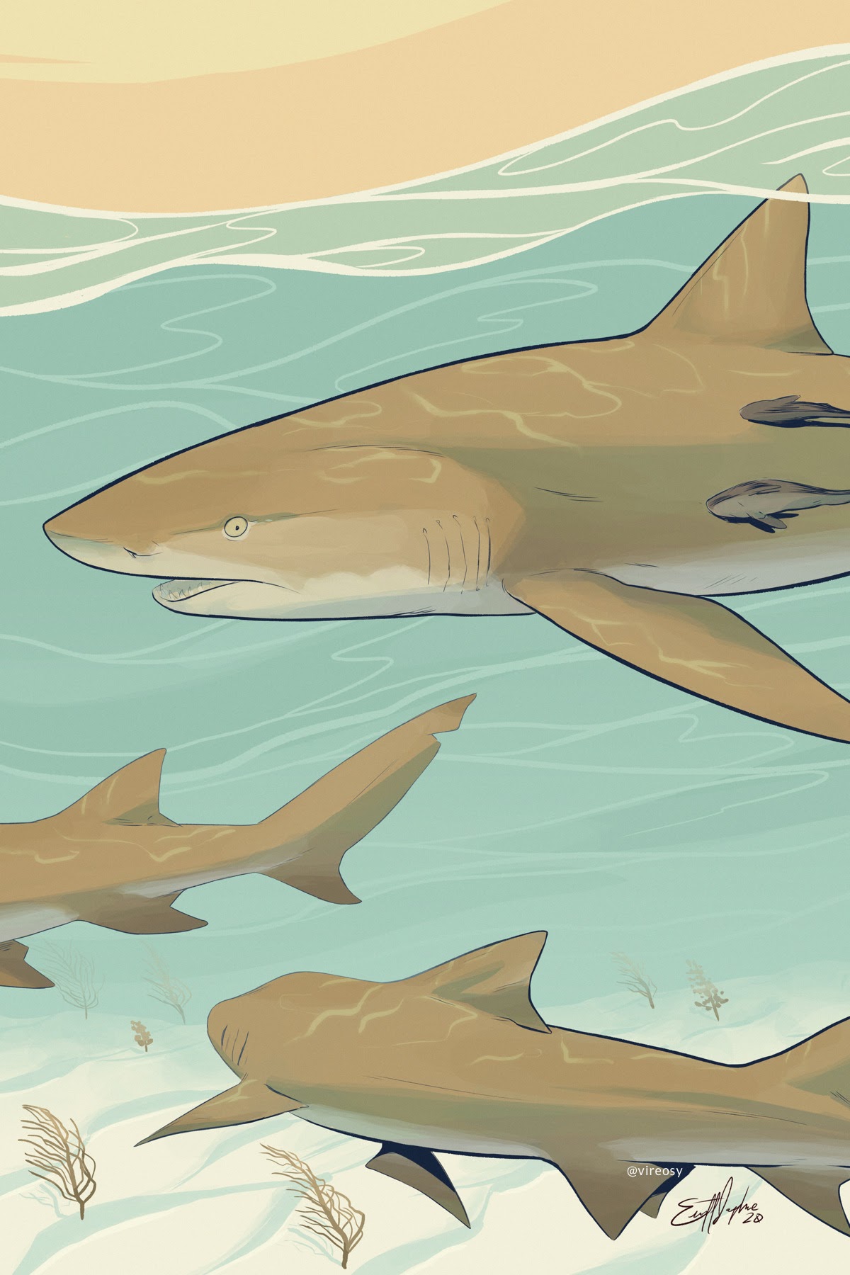 Illustration of a trio of lemon sharks.