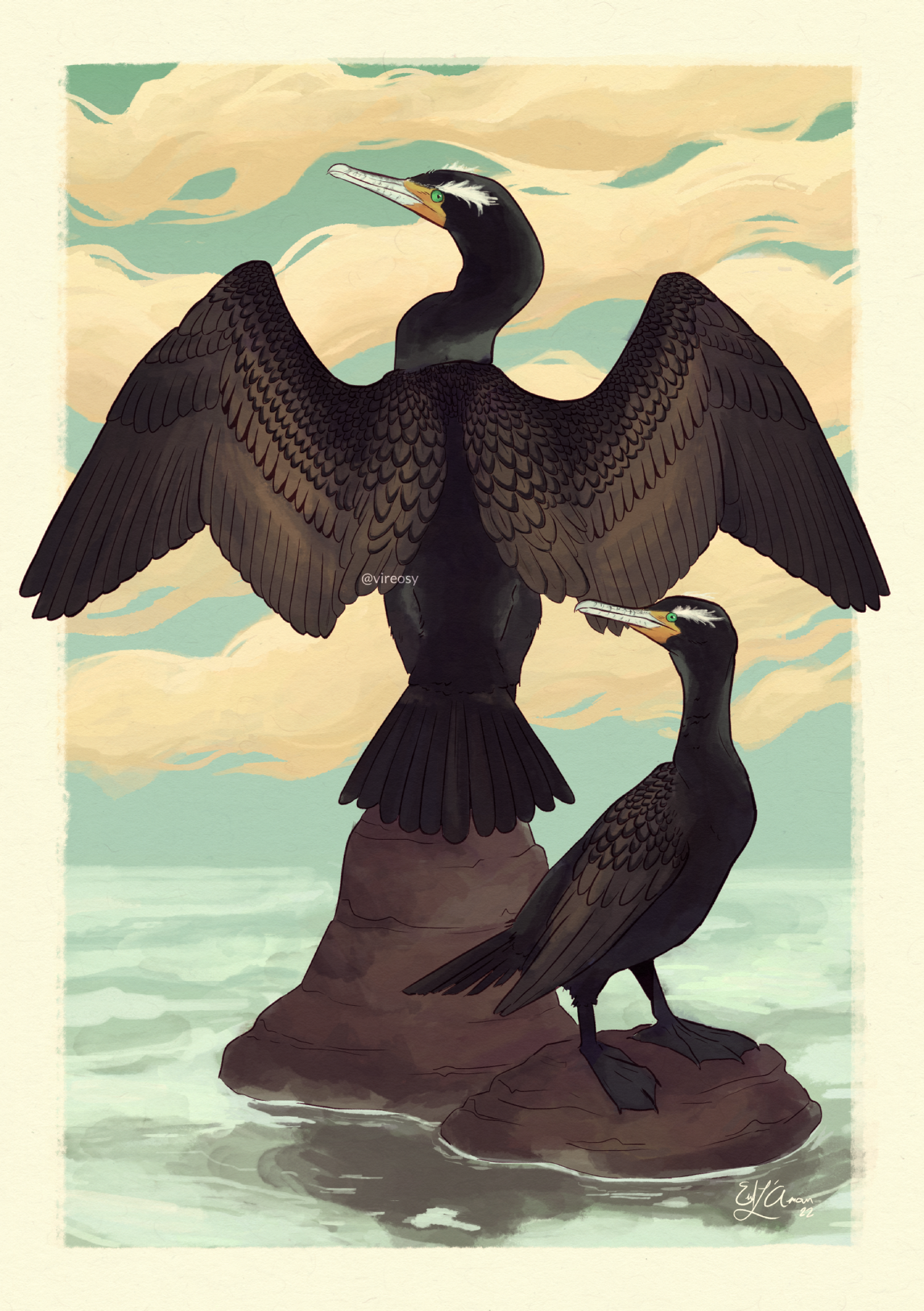 Illustration of a pair of resting double-crested cormorant in breeding plumage.