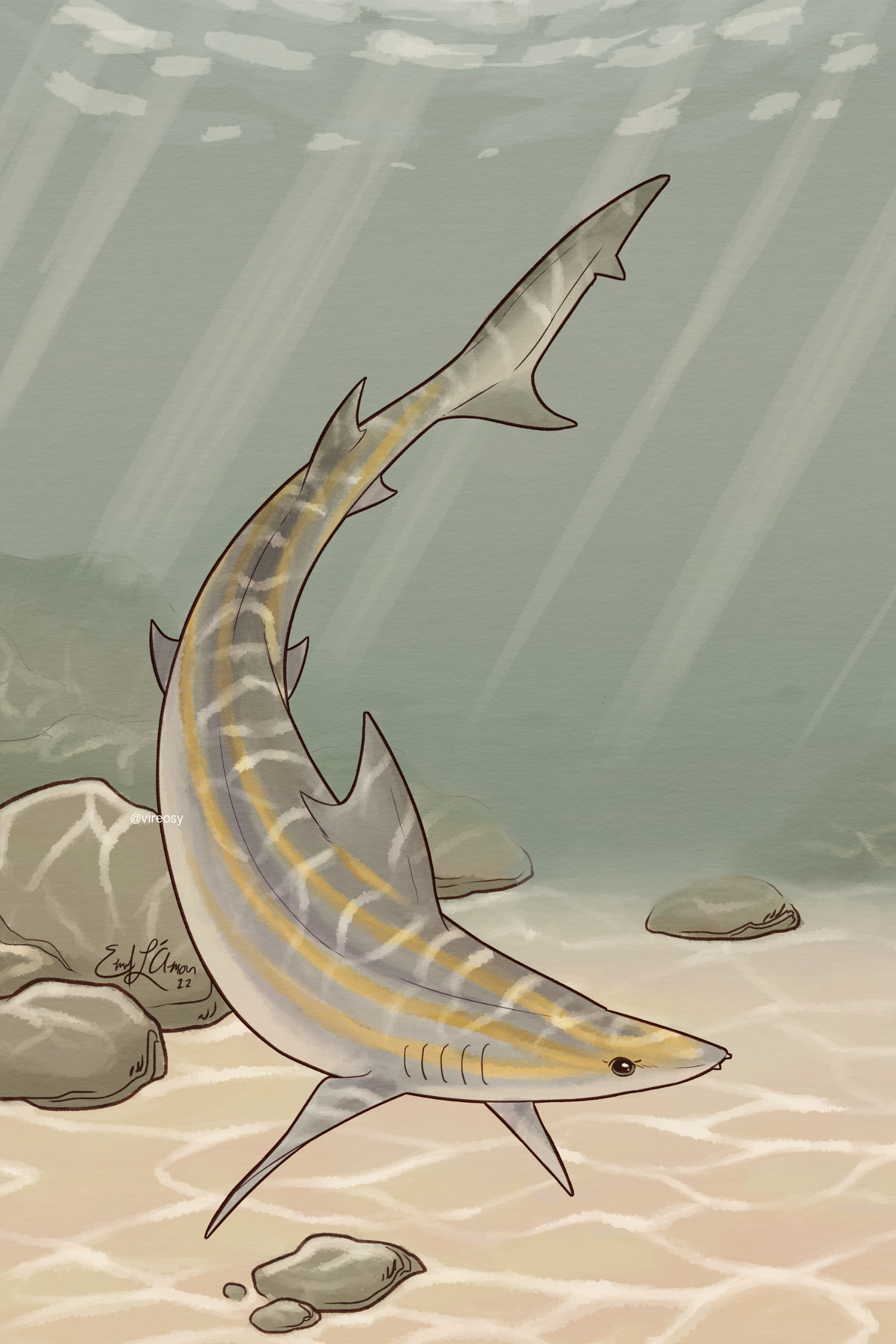 Illustration of an Atlantic weasel shark.