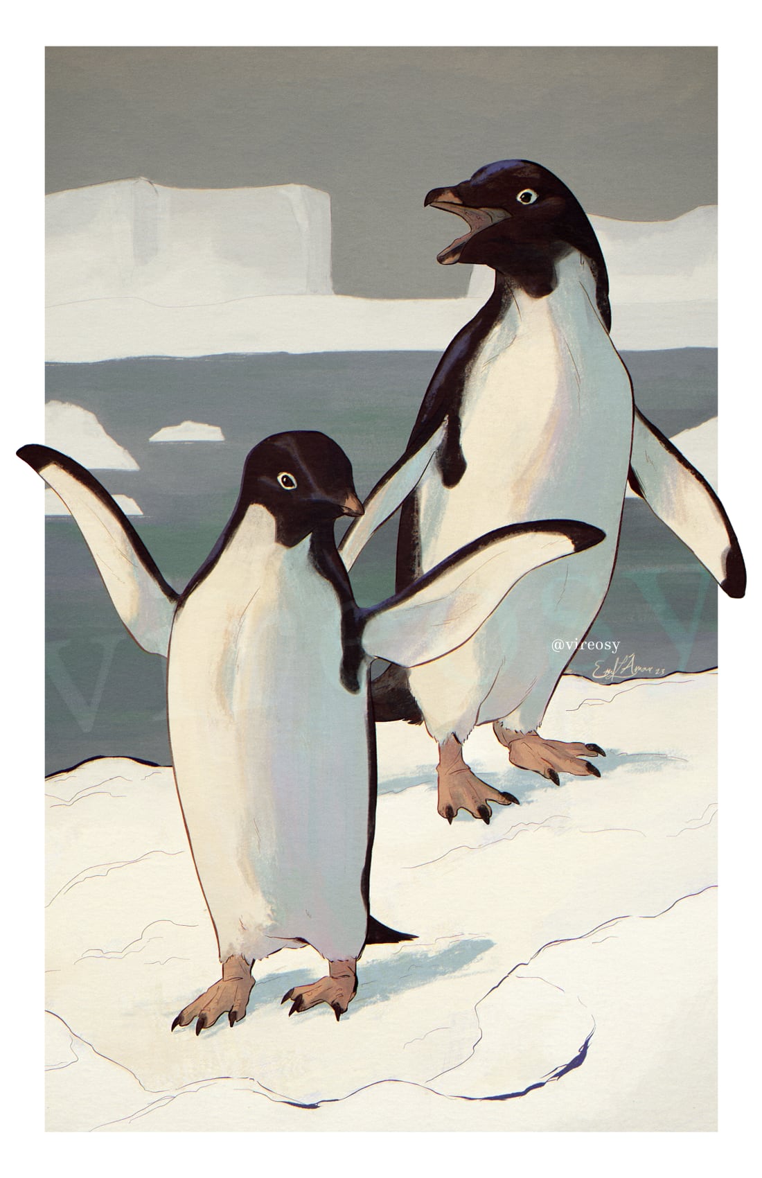 Illustration of a pair of Adélie penguins.