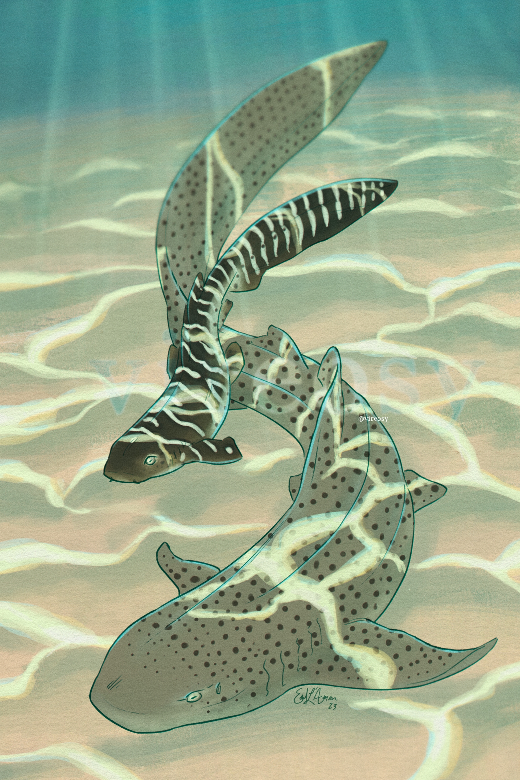 Illustration of a juvenile and adult zebra shark